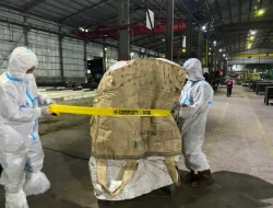 Setelah Dikembalikan dari AS, Udang Terkontaminasi Cesium-137 Asal Cikande Dimusnahkan