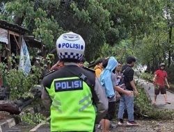 Pohon Tumbang di Jl TB Simatupang Jaksel