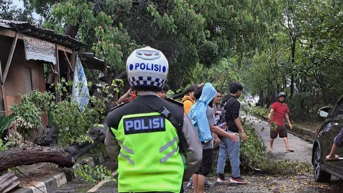 Pohon Tumbang