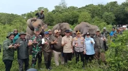 Pagar 138 Km Dibangun di Way Kambas Atasi Konflik Gajah-Manusia yang Terjadi Sejak 1983