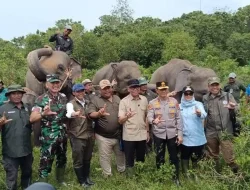 Pagar 138 Km Dibangun di Way Kambas Atasi Konflik Gajah-Manusia yang Terjadi Sejak 1983